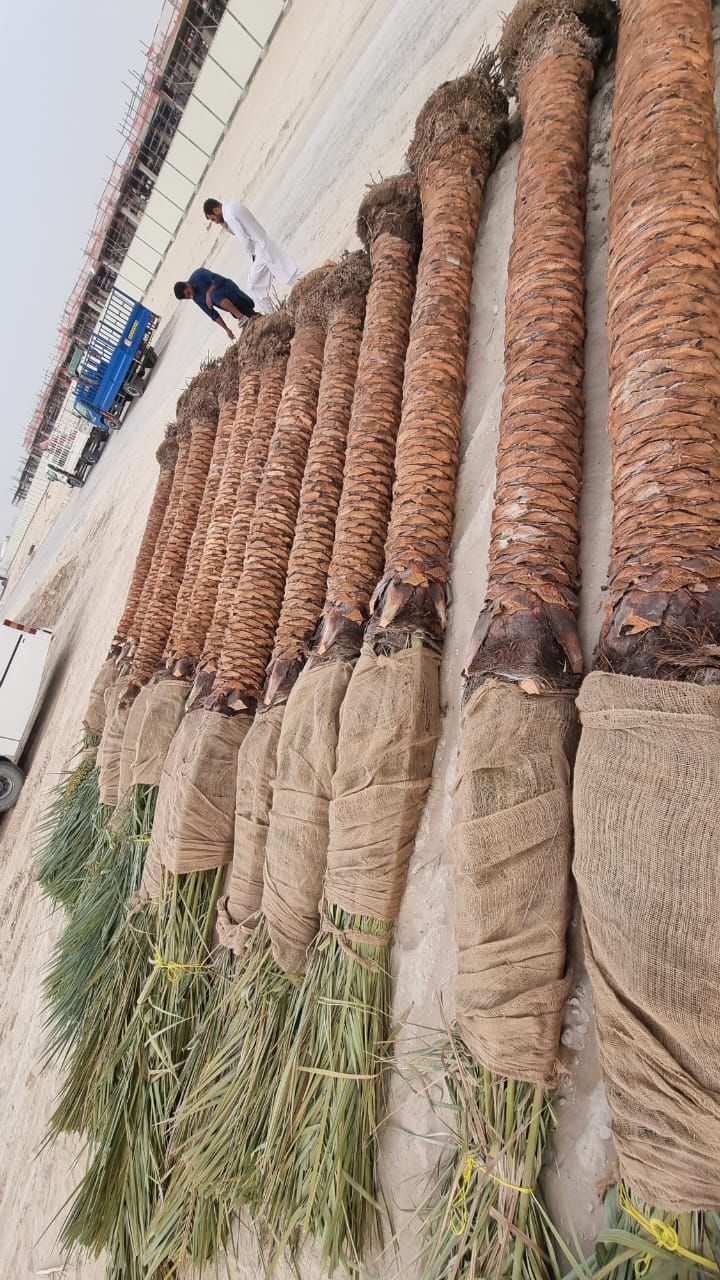 Palm Tree Landscaping Dubai