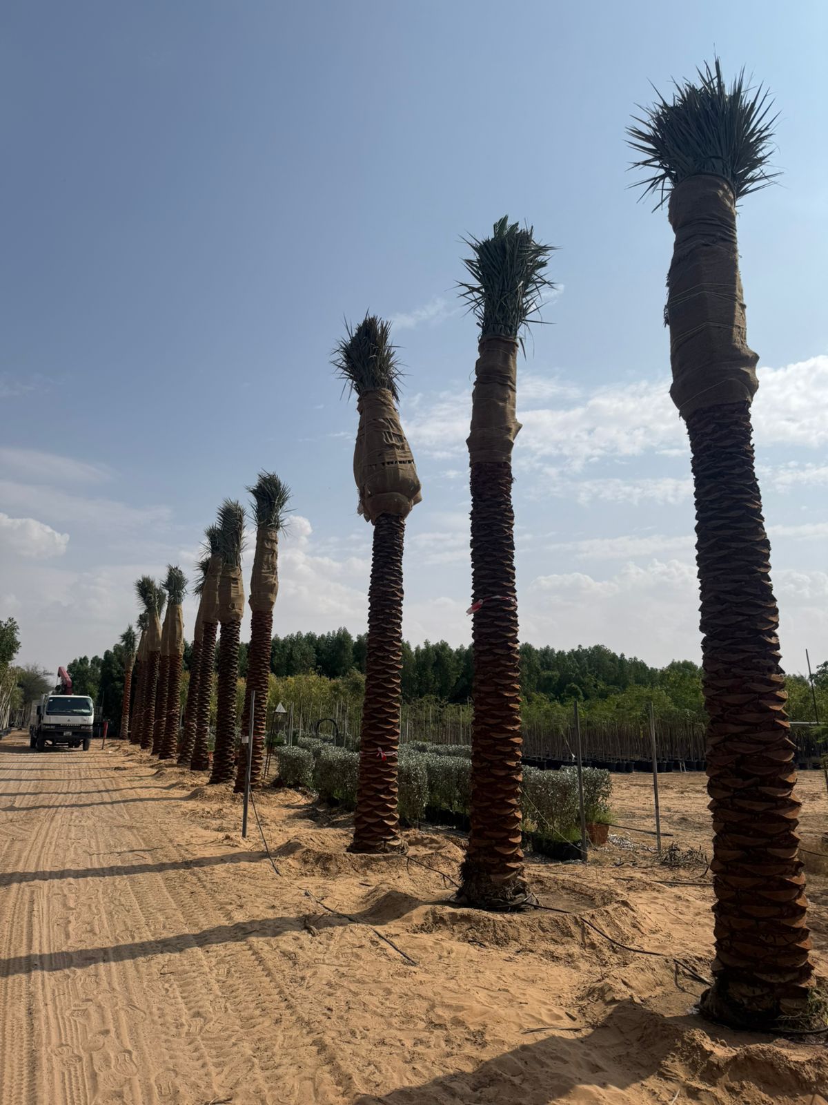 Palm Tree Landscaping Dubai