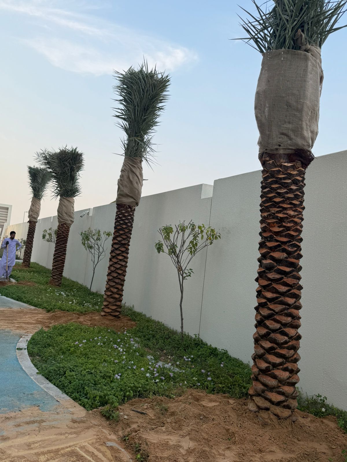 Palm Tree Landscaping Dubai