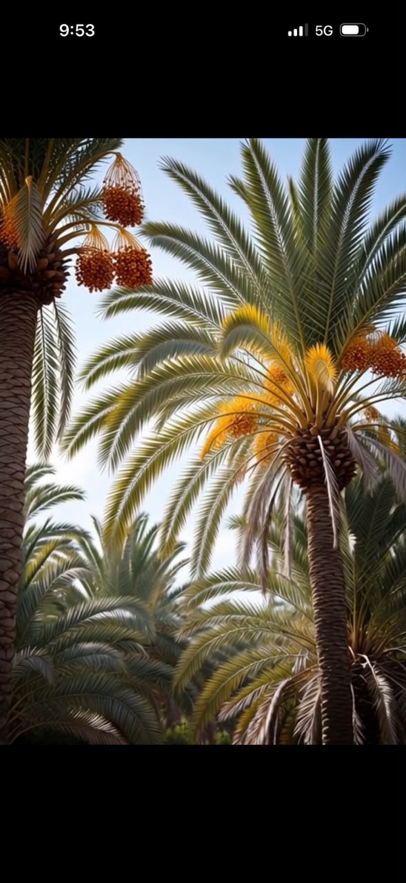 Palm Tree Landscaping Dubai