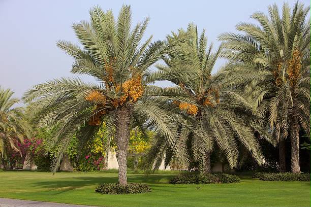 Palm Tree Landscaping Dubai