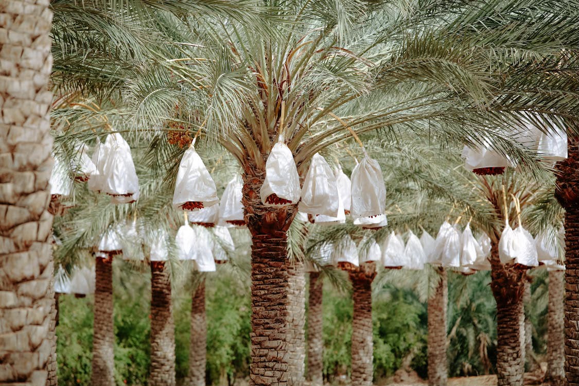 Palm Tree Landscaping Dubai