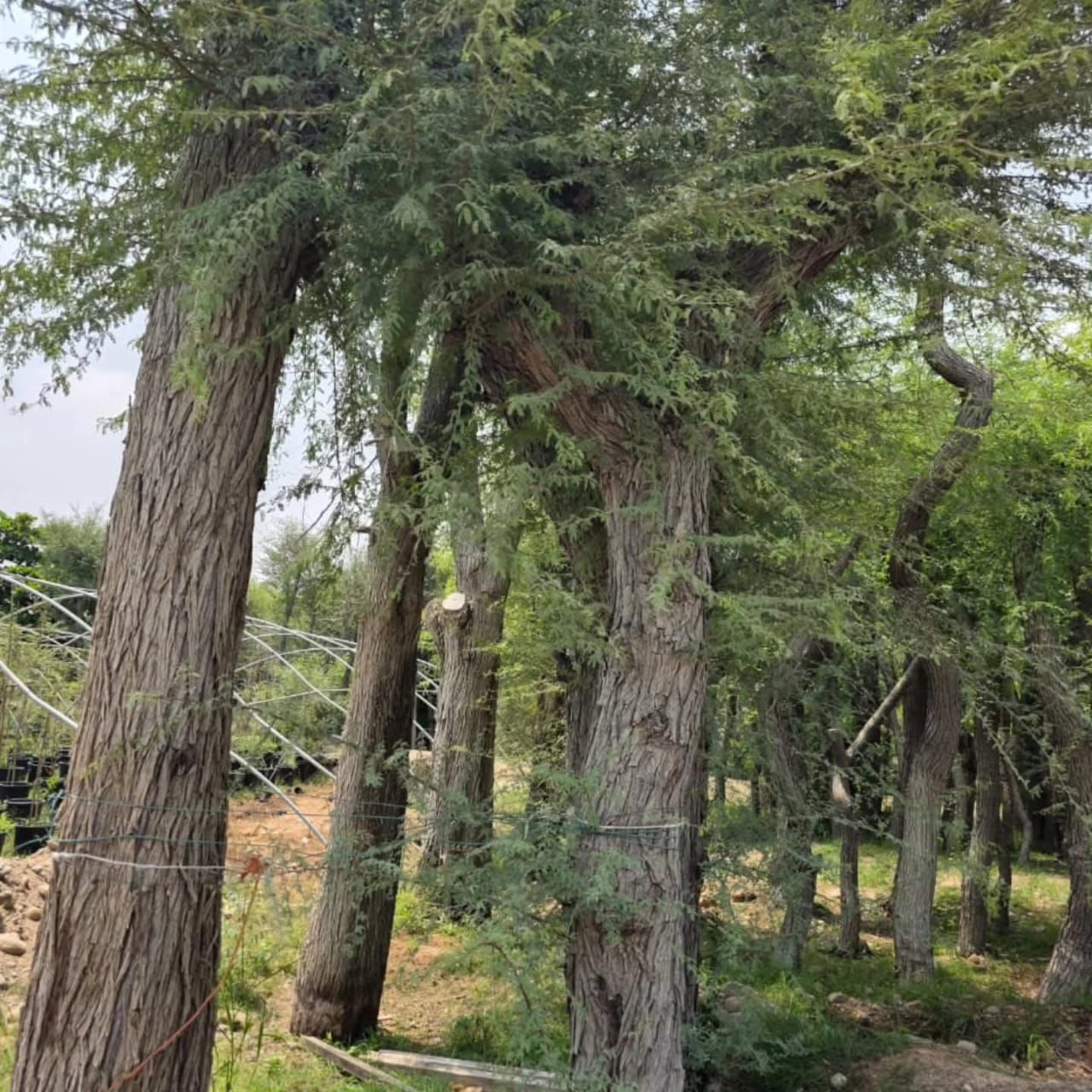 Ghaf Tree Supply image 1