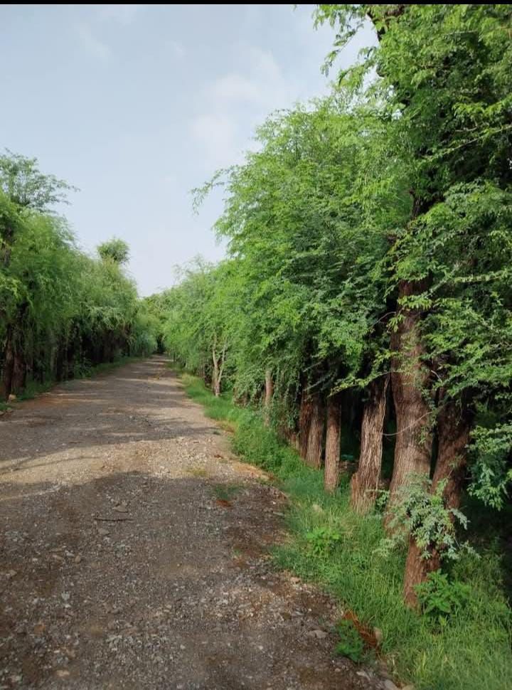Ghaf Tree Supply image 2