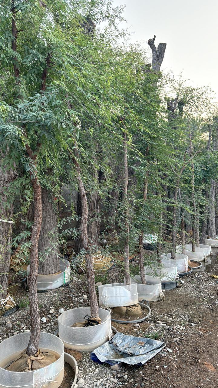 Ghaf Tree Supply image 3