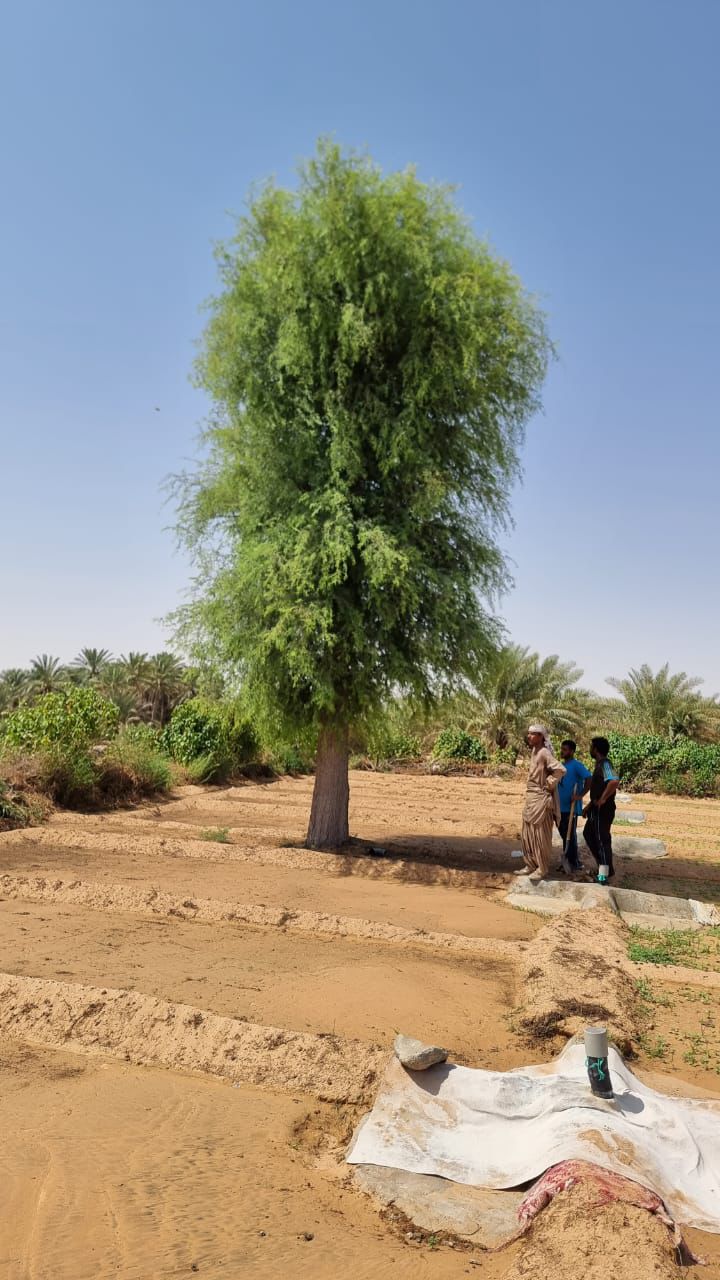 Ghaf Tree Supply image 4
