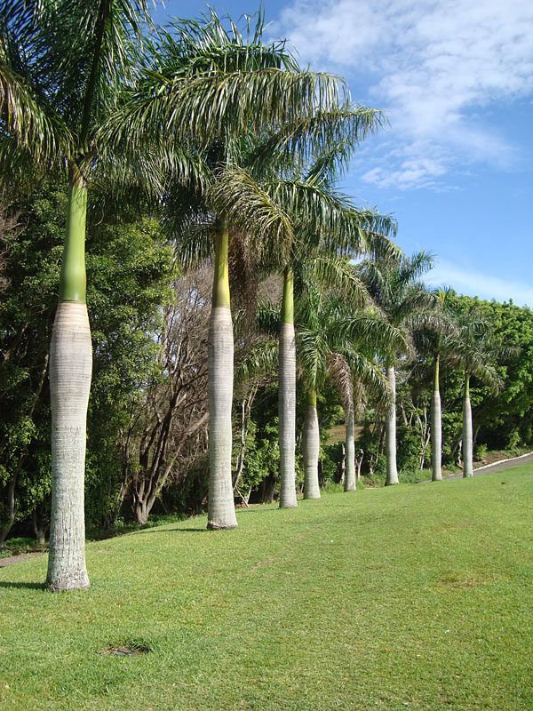 Palm Tree Landscaping Dubai