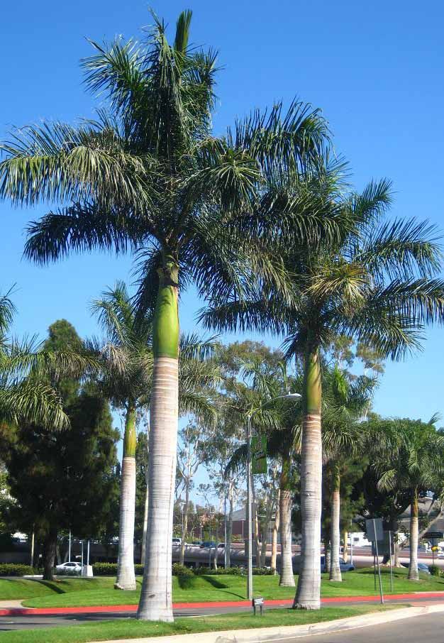 Palm Tree Landscaping Dubai