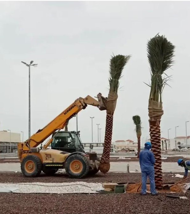 Palm Tree Landscaping Dubai