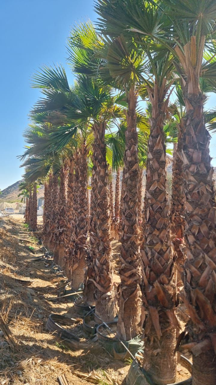 Washingtonia Tree Supply image 1