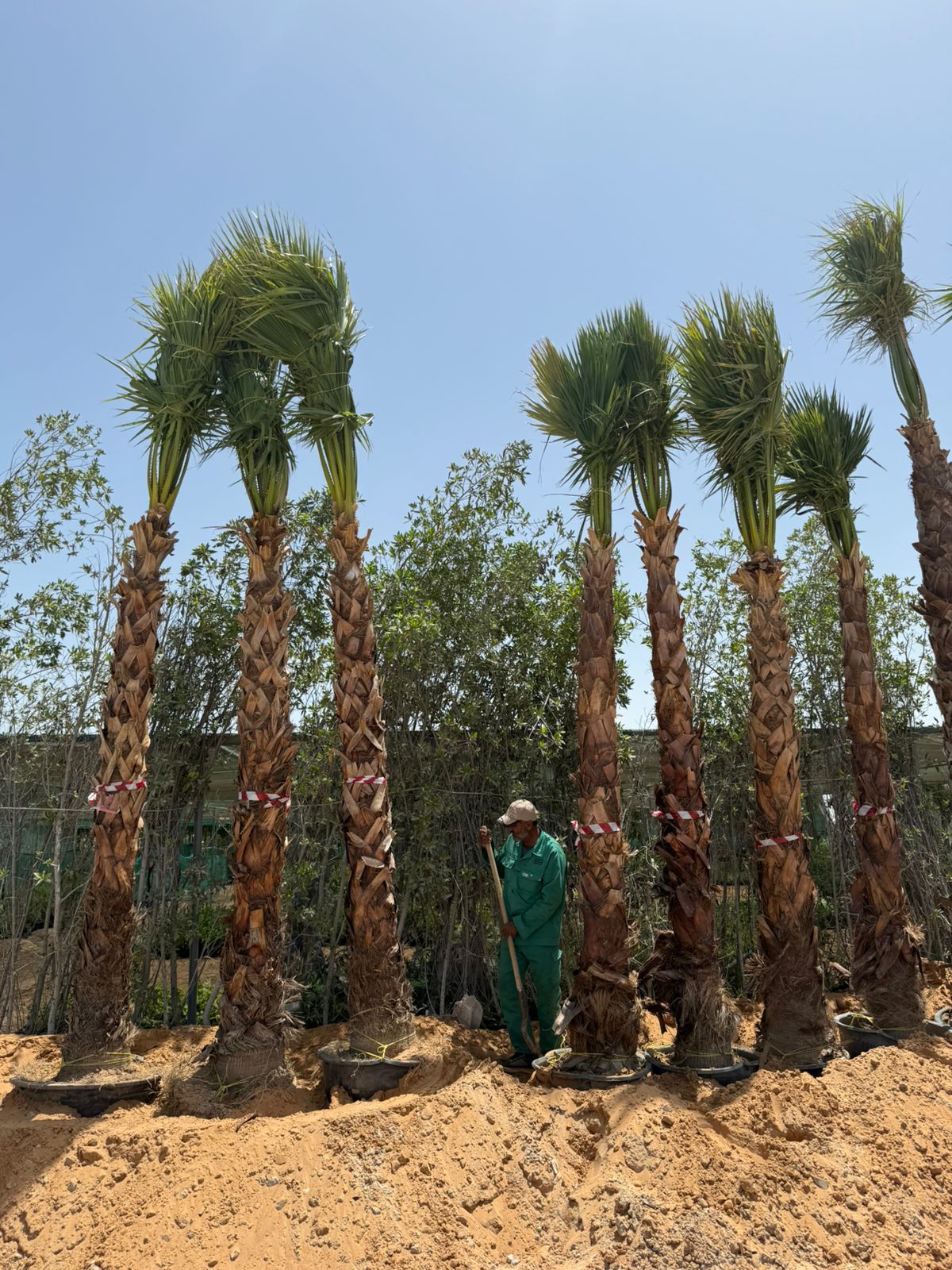 Washingtonia Tree Supply image 9