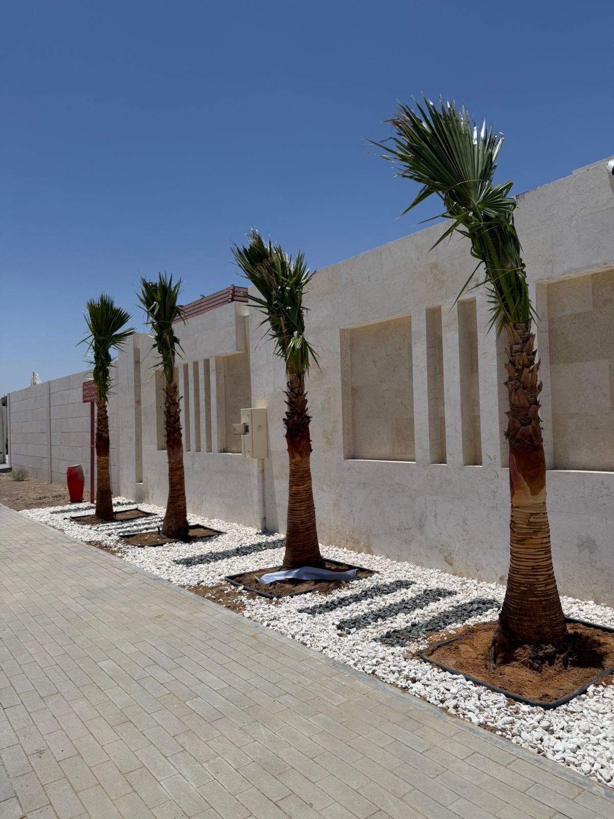Washingtonia Tree Supply image 2