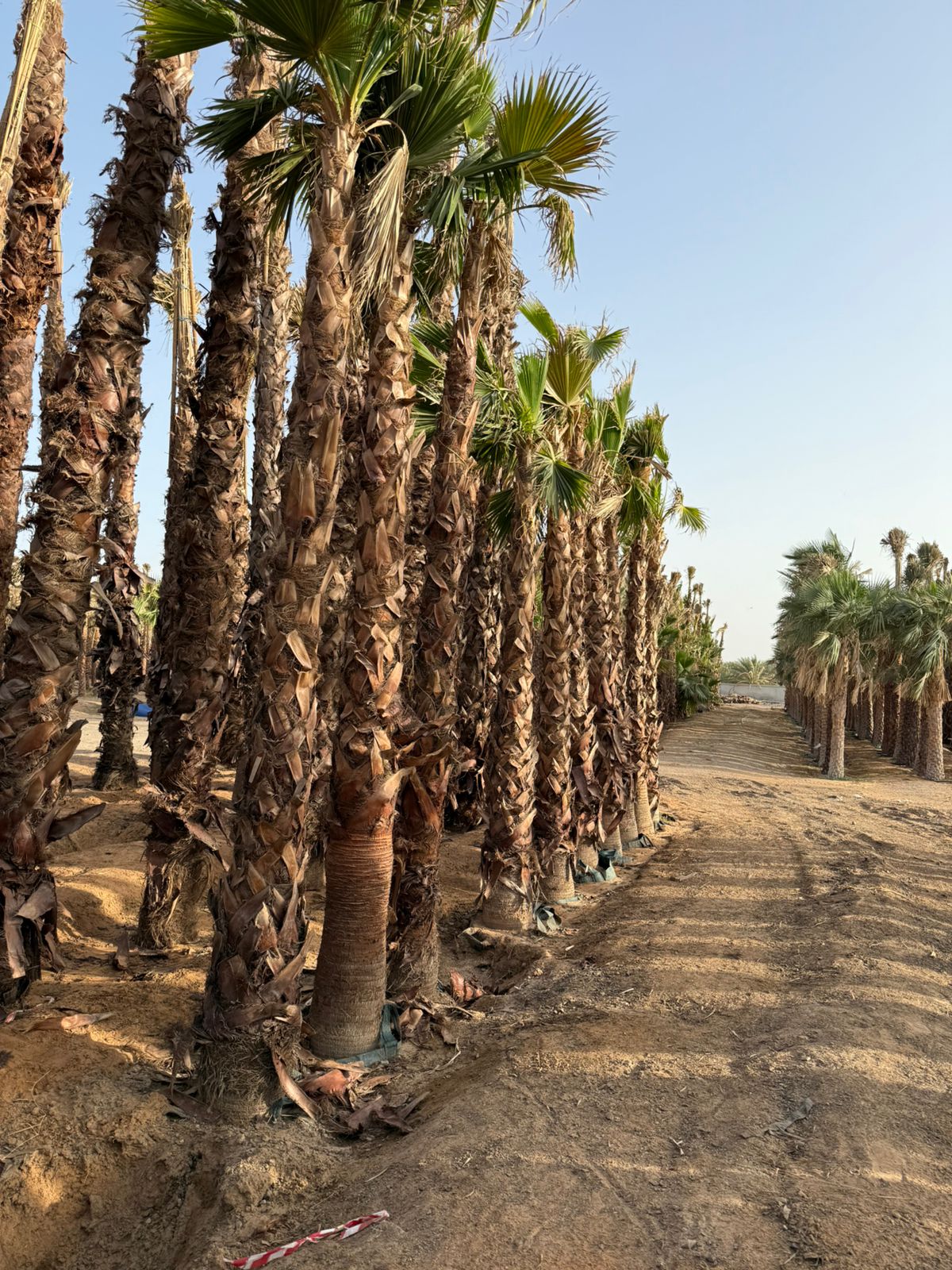 Washingtonia Tree Supply image 3