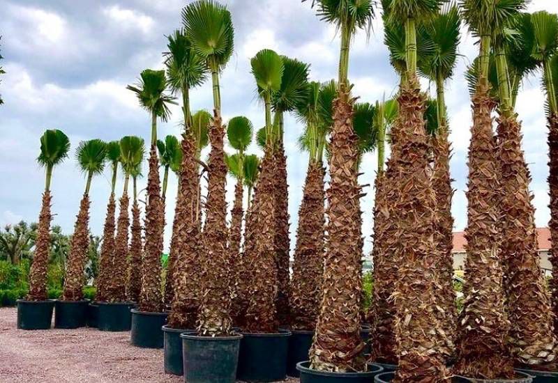 Washingtonia Tree Supply image 4
