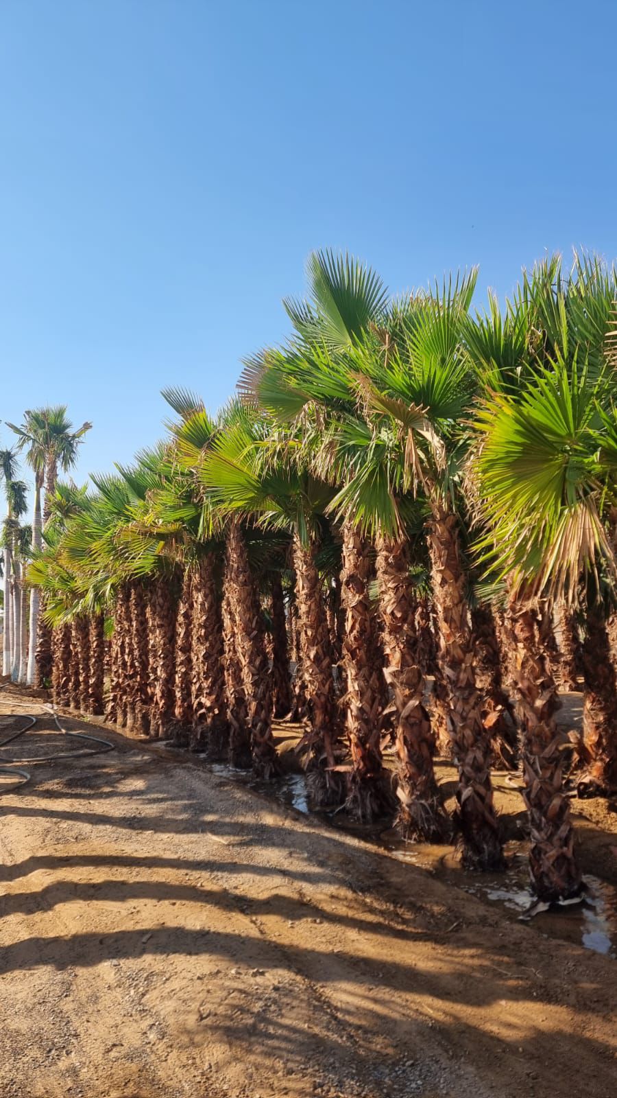 Washingtonia Tree Supply image 5