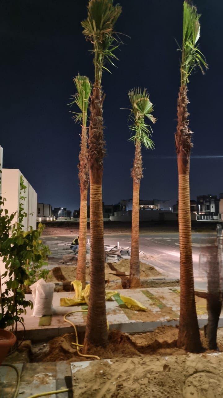 Palm Tree Landscaping Dubai