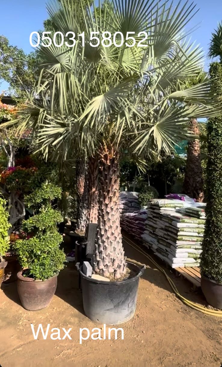 Wax Palm Supply image 2