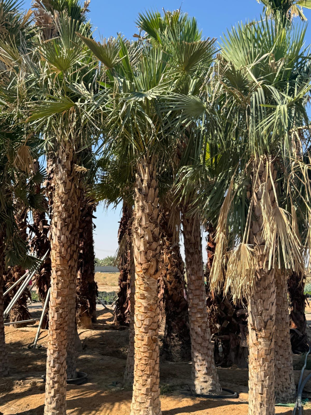 Wax Palm Supply image 3